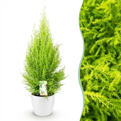 "Zimmerpflanzen - Cupressus Gold Crest Wilma - Zimmerkonifere - Wenig Pflege - Grün - 1 Pflanze - mit Potter Weiß - Topf 21cm - Höhe 85-95cm image"