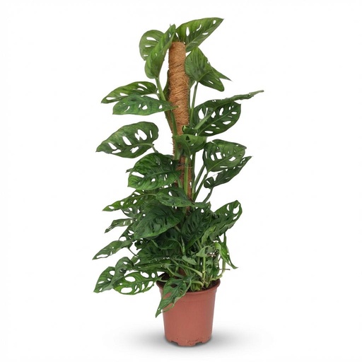 "Zimmerpflanze - Monkey Mask - Monstera Andansonii Moosstab - Grün - Pflegeleicht - 1 Pflanze - Topf 19cm - Höhe 90cm image"
