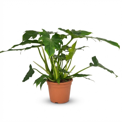 "Zimmerpflanze - Philodendron - Philodendron Lacerum - Grün - Pflegeleicht - 1 Pflanze - Topf 19cm - Höhe 65cm image"