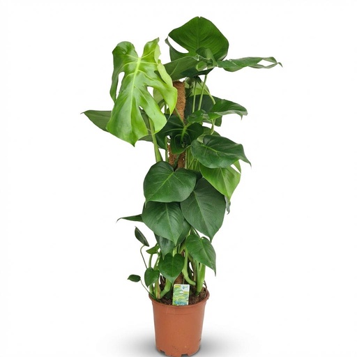 "Zimmerpflanze - Fensterblatt - Monstera Deliciosa Moosstab - Grün - Pflegeleicht - 1 Pflanze - Topf 19cm - Höhe 90cm image"