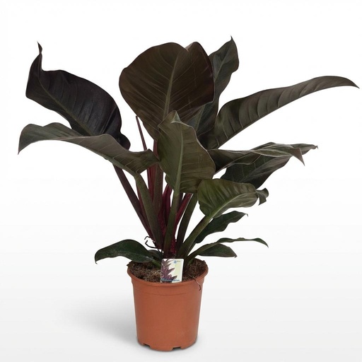 "Zimmerpflanze - Philodendron - Philodendron Imperial Red - Rot - Pflegeleicht - 1 Pflanze - Topf 19cm - Höhe 60cm image"