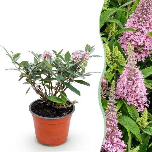 "Gartenpflanze - Buddleja davidii Butterfly Candy Little Pink - Schmetterlingsstrauch - Kompakt - Rosa - 1 Pflanze - Topf 12cm - Höhe 20-25cm image"