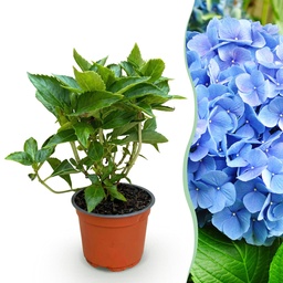 Bauern-Hortensie blau (Hydrangea macrophylla) – winterharter Blütenstrauch, Topf