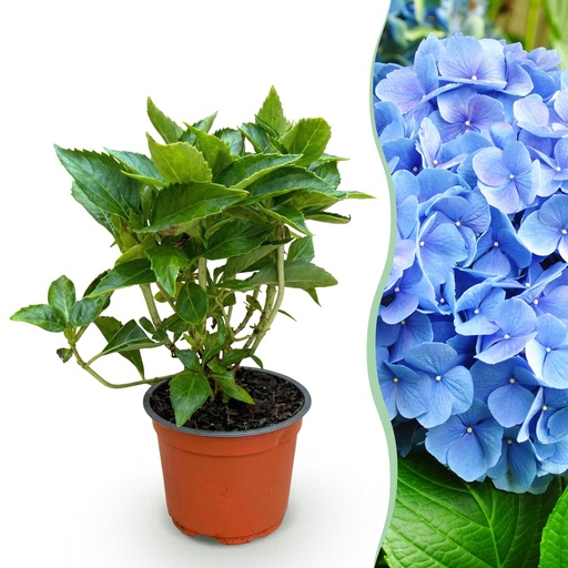 "Gartenpflanze - Hydrangea macrophylla Blau - Hortensie - Winterhart - Blau - 1 Pflanze - Topf 12cm - Höhe 20-30cm image"