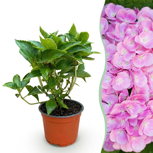 "Gartenpflanze - Hydrangea macrophylla Rosa - Hortensie - Winterhart - Rosa - 1 Pflanze - Topf 12cm - Höhe 20-30cm image"