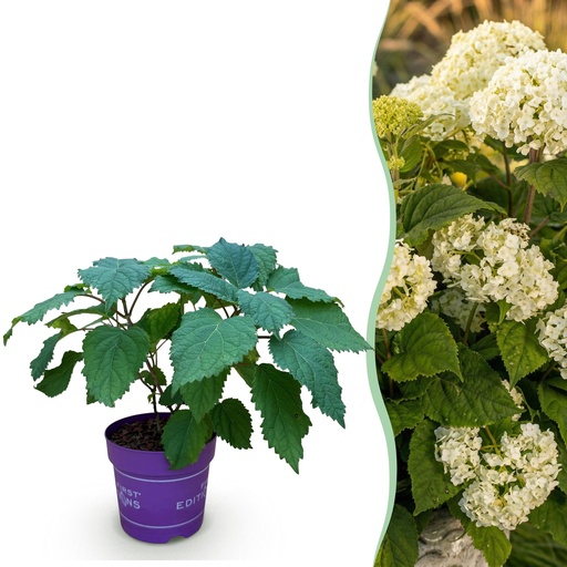 "Gartenpflanze - Hydrangea arborescens FlowerWOW - Hortensie - Winterhart - Weiß - 1 Pflanze - Topf 14cm - Höhe 20-30cm image"
