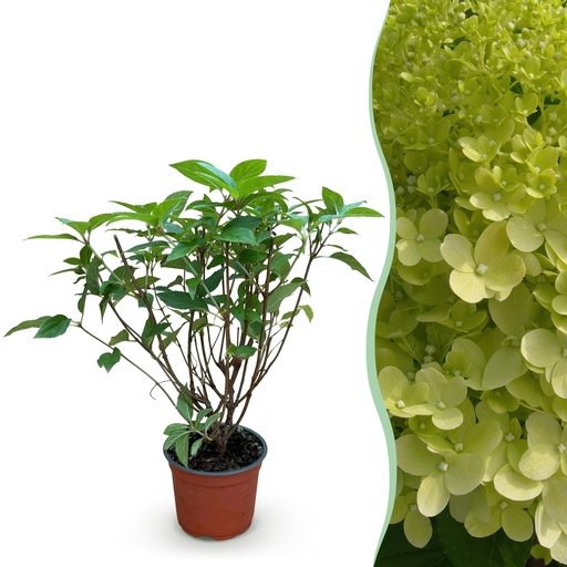 "Rispenhortensie (Hydrangea paniculata) – winterharter Blütenstrauch, Höhe ca. 12 cm image"