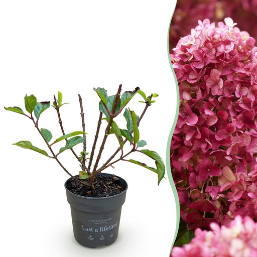 "Gartenpflanze - Hydrangea panniculata Living Little Rosy - Rispenhortensie - Winterhart - Rosa - 1 Pflanze - Topf 12cm - Höhe 20-30cm image"