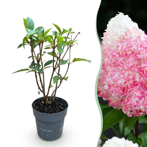 "Gartenpflanze - Hydrangea panniculata Living Pink & Rose - Rispenhortensie - Winterhart - Rosa - 1 Pflanze - Topf 12cm - Höhe 20-30cm image"