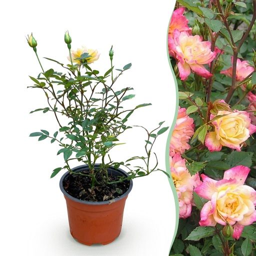 "Gartenrose - Rosa Tricolor Fairy - Rose - Winterhart - Gelb-Rosa - 1 Pflanze - Topf 12cm - Höhe 20-25cm image"