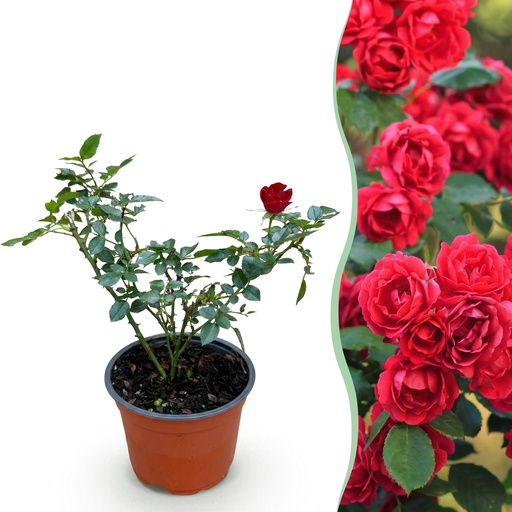 "Gartenrose (Garten rose) – winterharte Zierpflanze, Höhe ca. 12 cm image"