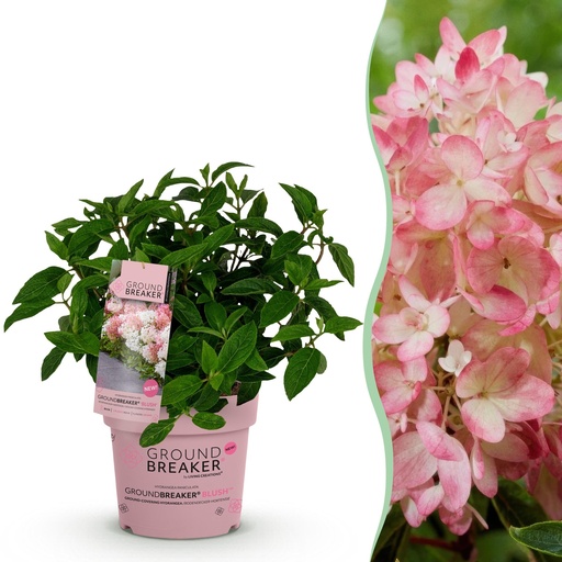"Gartenpflanze - Hydrangea panniculata Groundbreaker Blush - Bauernhortensie - Winterhart - Rosa - 1 Pflanze - Topf 14cm - Höhe 20-25cm image"