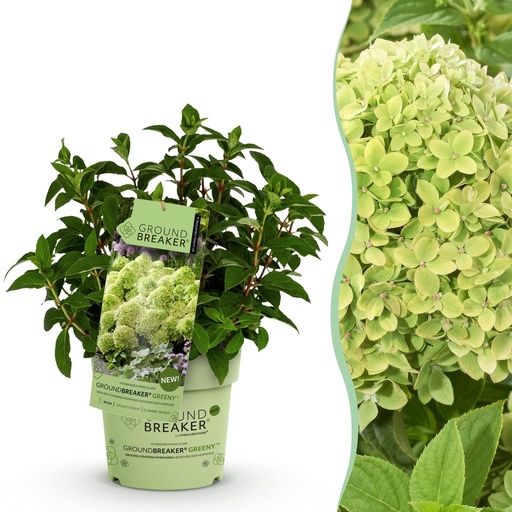 "Rispenhortensie (Hydrangea paniculata) – winterharter Blütenstrauch, Höhe ca. 14 cm image"