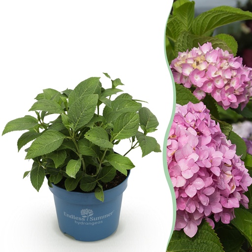 "Gartenpflanze - Hydrangea Endles Summer The Original Pink - Hortensie - Winterhart - Rosa - 1 Pflanze - Topf 14cm - Höhe 20-25cm image"