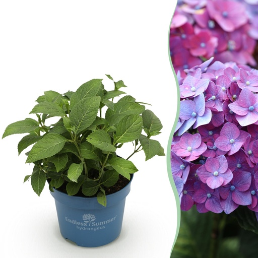 "Gartenpflanze - Hydrangea Endless Summer Summer Love Purple - Hortensie - Winterhart - Lila - 1 Pflanze - Topf 14cm - Höhe 20-25cm image"