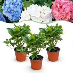 Gartenpflanze - Hydrangea macrophylla Tricolour - Hortensie - Winterfest - Rot-B