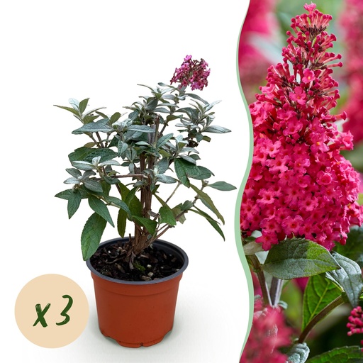 "Gartenpflanze - Buddleja davidii Butterfly Candy Little Ruby - Schmetterlingsstrauch - Kompakt - Rot - 3 Pflanzen - Topf 12cm - Höhe 20-25cm image"