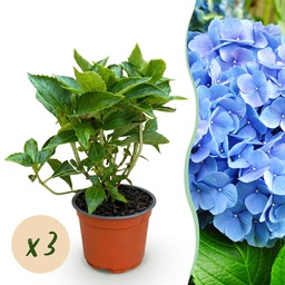 Bauern-Hortensie blau 3er-Set (Hydrangea macrophylla) – winterharter Blütenstrau