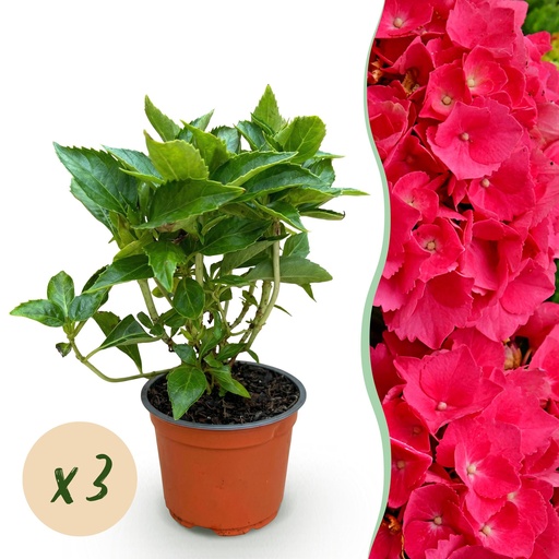"Gartenpflanze - Hydrangea macrophylla Rot - Hortensie - Winterhart - Rot - 3 Pflanzen - Topf 12cm - Höhe 20-30cm image"