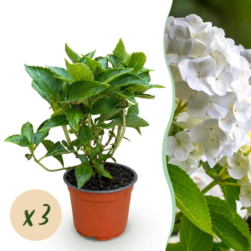 "Gartenpflanze - Hydrangea macrophylla Weiß - Hortensie - Winterhart - Weiß - 3 Pflanzen - Topf 12cm - Höhe 20-30cm image"