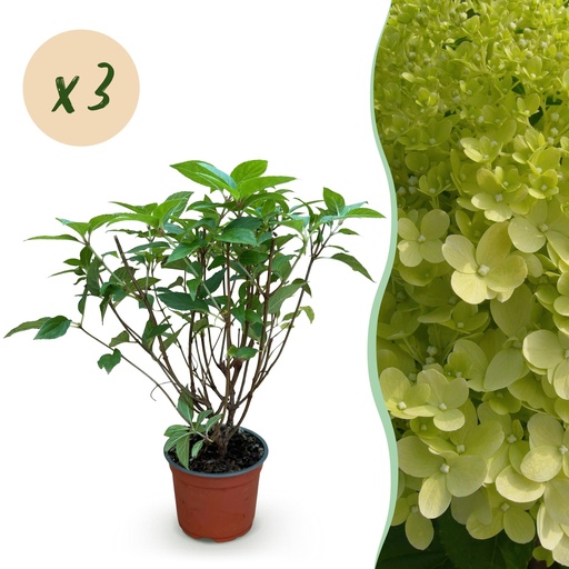"Rispenhortensie (Hydrangea paniculata) – winterharter Blütenstrauch, Höhe ca. 12 cm image"