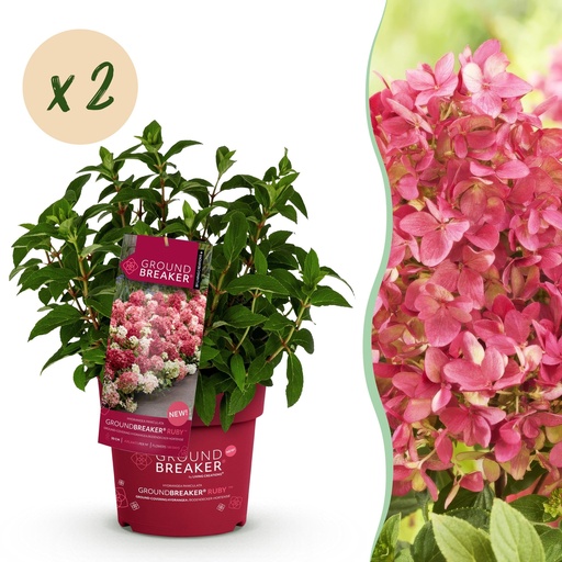 "Gartenpflanze - Hydrangea panniculata Groundbreaker Ruby - Rispenhortensie - Winterhart - Rot - 2 Pflanzen - Topf 14cm - Höhe 20-25cm image"