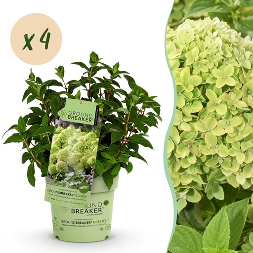 "Gartenpflanze - Hydrangea panniculata Groundbreaker Greeny - Rispenhortensie - Frosthart - Creme - 4 Pflanzen - Topf 14cm - Höhe 20-25cm image"