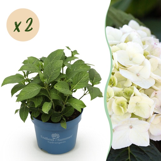 "Gartenpflanze - Hydrangea Endless Summer The Bride - Hortensie - Winterhart - Weiß - 2 Pflanzen - Topf 14cm - Höhe 20-25cm image"