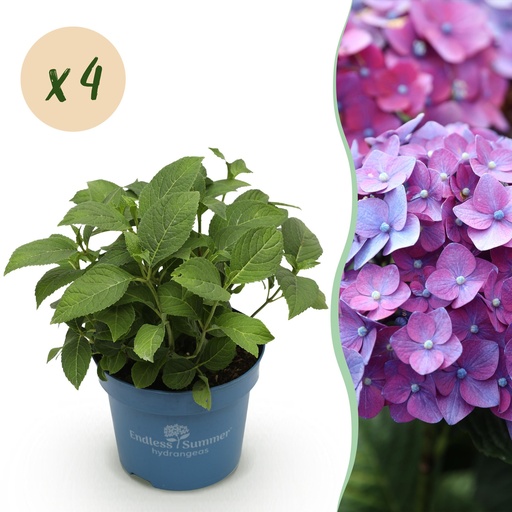 "Gartenpflanze - Hydrangea Endless Summer Summer Love Purple - Hortensie - Frostbeständig - Lila - 4 Pflanzen - Topf 14 cm - Höhe 20-25 cm image"
