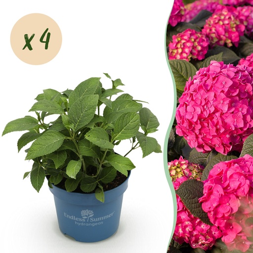 "Gartenpflanze - Hydrangea Endles Summer Summer Love Red - Hortensie - Winterhart - Rot - 4 Pflanzen - Topf 14cm - Höhe 20-25cm image"