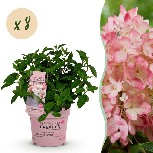 "Gartenpflanze - Hydrangea panniculata Groundbreaker Blush - Pluimhortensia - Winterhart - Rosa - 8 Pflanzen - Topf 14cm - Höhe 20-25cm image"