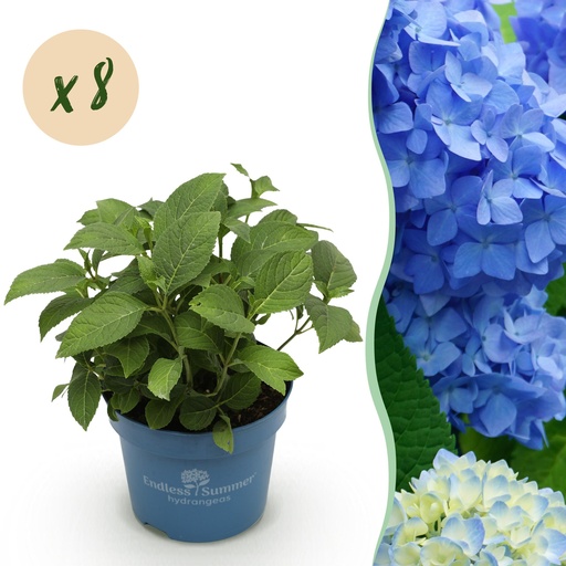 "Gartenpflanze - Hydrangea Endless Summer The Original Blue - Hortensie - Frosthart - Blau - 8 Pflanzen - Topf 14cm - Höhe 20-25cm image"