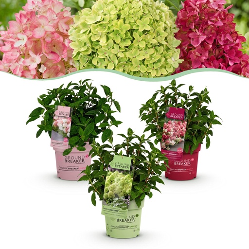 "Gartenpflanze - Hydrangea panniculata Groundbreaker Blush -Greeny - Ruby - Rispenhortensie - Kompakt - Rosa-Grün-Rot - 3 Pflanzen - Topf 14cm - Höhe 20-25cm image"
