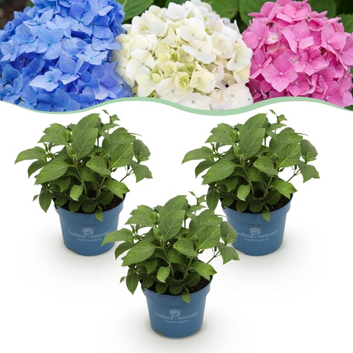 "Gartenpflanze (Gartenpflanze) – winterharte Staude, Höhe ca. 14 cm image"