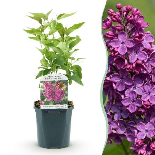 "Garden Plant - Syringa vulgaris Ludwig Spath - Common Lilac - Hardy - Purple - 1 Plant - Pot 17cm - Height 45cm image"