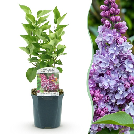 "Garden Plant - Syringa vulgaris Michel Buchner - Common Lilac - Hardy - Pink - 1 Plant - Pot 17cm - Height 45cm image"
