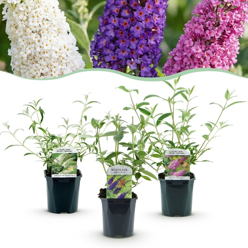 "Schmetterlingsstrauch (Buddleja davidii) – winterharter Schmetterlingsstrauch, Höhe ca. 17 cm image"