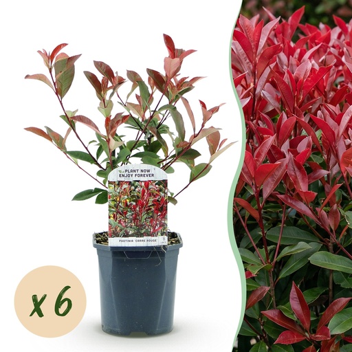 "Plantes de haie - Photinia fraseri Carre Rouge - vert rouge - 6 plantes - 1 mètre linéaire - persistant - pot 17cm hauteur 55cm image"