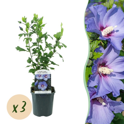 "Garden Plant - Hibiscus syriacus Oiseau Blue - Garden Hibiscus - Hardy - Blue - 3 Plants - Pot 17cm - Height 45cm image"