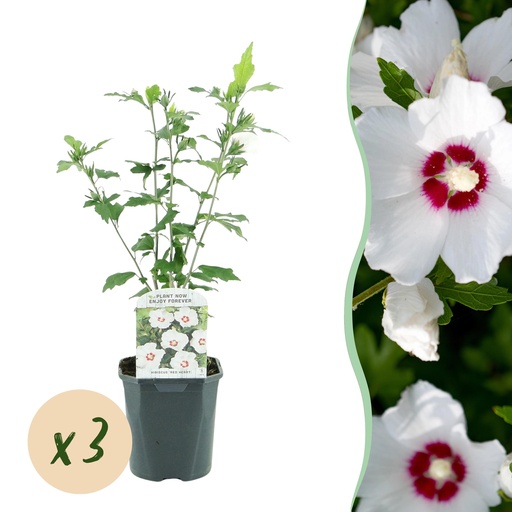 "Garden Plant - Hibiscus syriacus Red Heart - Garden Hibiscus - Hardy - White - Red - 3 Plants - Pot 17cm - Height 45cm image"