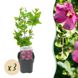 Garteneibisch (Hibiscus syriacus) – winterharter Blütenstrauch, Höhe ca. 17 cm