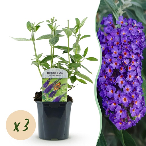 "Schmetterlingsstrauch (Buddleja davidii) – winterharter Schmetterlingsstrauch, Höhe ca. 17 cm image"