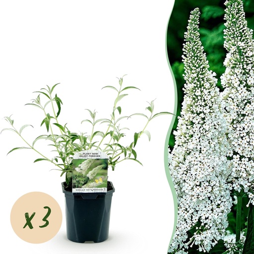 "Garden Plant - Buddleja davidii White Profusion - Butterfly Bush - Hardy - White - 3 Plants - Pot 17cm - Height 45cm image"