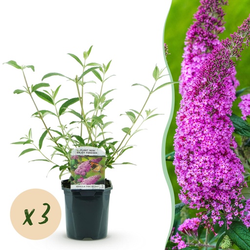 "Garden Plant - Buddleja davidii Pink Delight - Butterfly Bush - Hardy - Pink - 3 Plants - Pot 17cm - Height 45cm image"