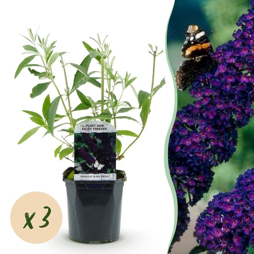 "Garden Plant - Buddleja davidii Black Night - Butterfly Bush - Hardy - Purple - 3 Plants - Pot 17cm - Height 45cm image"
