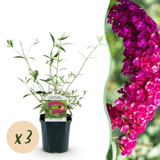 "Garden Plant - Buddleja davidii Royal Red - Butterfly Bush - Winter Hardy - Red - 3 Plants - Pot 17cm - Height 45cm image"