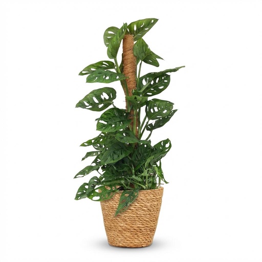 "Zimmerpflanze - Monkey Mask - Monstera Adansonii Moosstab - Grün - Pflegeleicht - 1 Pflanze - mit Korb - Topf 19cm - Höhe 90cm image"