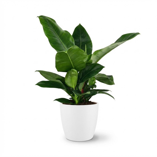 "Zimmerpflanze - Philodendron - Philodendron Imperial Green - Grün - Pflegeleicht - 1 Pflanze - mit weißem Übertopf - Topf 19cm - Höhe 65cm image"