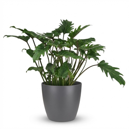 "Zimmerpflanze - Philodendron - Philodendron Xanadu - Grün - Pflegeleicht - 1 Pflanze - mit Potter Grau - Topf 19cm - Höhe 60cm image"