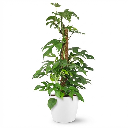 "Zimmerpflanze - Mini-Fensterblatt - Monstera Minima Moosstab - Grün - Pflegeleicht - 1 Pflanze - mit Potter Weiß - Topf 19cm - Höhe 90cm image"